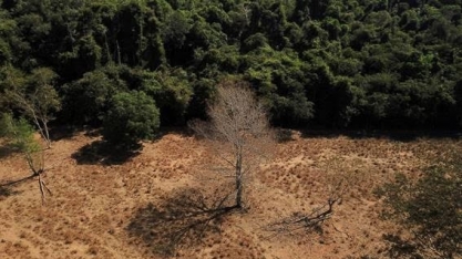 Desmatamento em novembro cresce 238% no cerrado e cai 68% na Amazônia