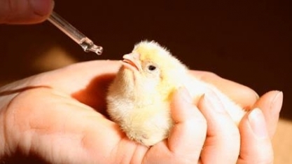 Genética avícola: Exportação em nov. atinge 2.321 t, +54,9% ante nov/22 