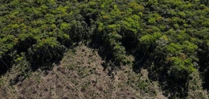 A iniciativa que pretende replantar 500 mil km² da Amazônia