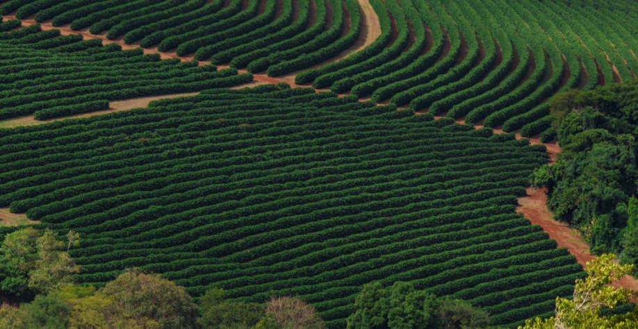 Produção de café em 2024 pode crescer para até 71 milhões de sacas