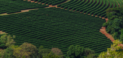 Produção de café em 2024 pode crescer para até 71 milhões de sacas