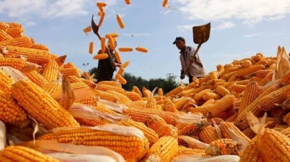 Milho para China impulsiona saldo comercial recorde do Brasil