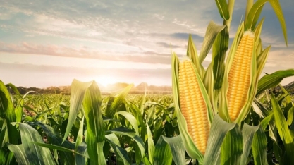 Milho/MS: 2ª safra deve ser de 11,4 mi de t, 14% menor que a de 2022/23