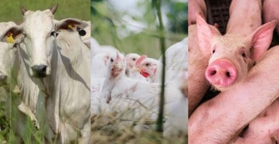 O ano de 2023 para as carnes de frango, bovina e suína