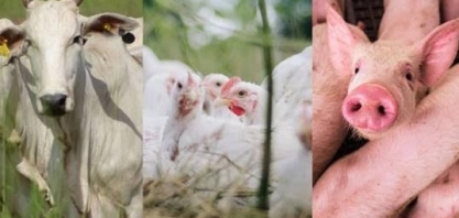 O ano de 2023 para as carnes de frango, bovina e suína