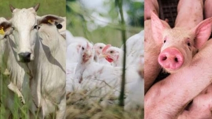 O ano de 2023 para as carnes de frango, bovina e suína
