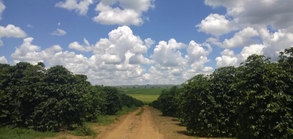 Café: Análise Conjuntural Cepea/Esalq/USP Retrospectiva 2023