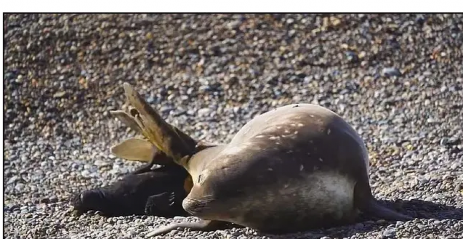 Argentina:Gripe aviária matou mais de 95% dos filhotes de elefante marinho