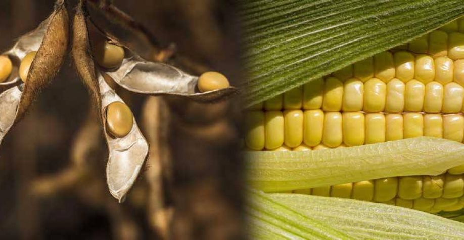 Departamento dos EUA reduz estimativas de safras de milho e soja do Brasil 