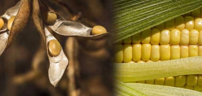 Departamento dos EUA reduz estimativas de safras de milho e soja do Brasil 