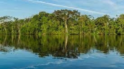Parlamento do Reino Unido pede urgência no combate ao desmatamento ilegal