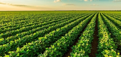 Soja: Análise Conjuntural Cepea/Esalq/USP Retrospectiva 2023