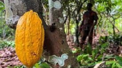 Cacau em Londres toca novo recorde