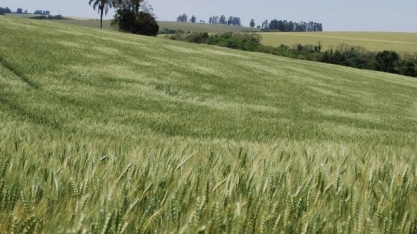 Trigo: Análise Conjuntural Cepea/Esalq/USP Retrospectiva 2023