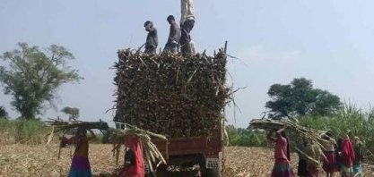 Índia planeja elevar preço mínimo da cana-de-açúcar em 8% para 2024/25