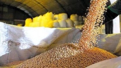  Soja criada no País com técnica de Prêmio Nobel usa menos água no cultivo