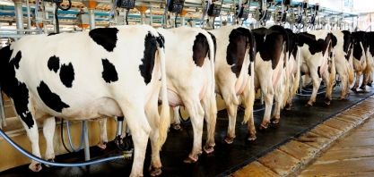 Atividade leiteira fecha ano com preços em baixa