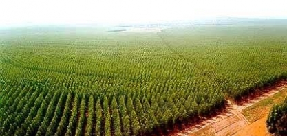 Setor de árvores cultivadas tem receita de R$ 260 bi e atrai investidores