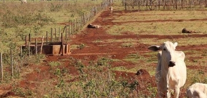 Recuperação de pastagens degradadas depende de investimento e educação
