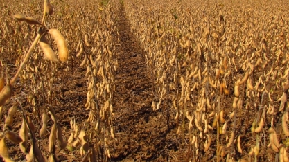 Soja: Goiás deve colher safra entre 15% e 23% menor em 2023/24 