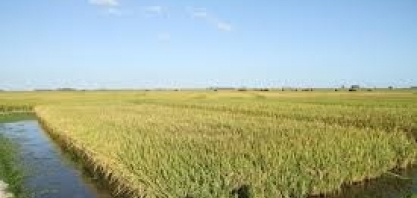 Arroz: Análise Conjuntural Cepea/Esalq/USP Retrospectiva 2023