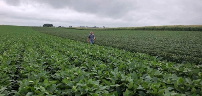 Soja poderá ter novo recorde com metade da produção de grãos do País