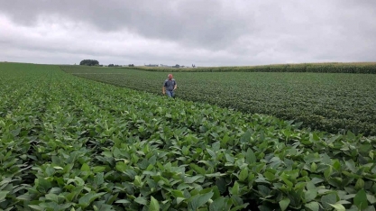 Soja poderá ter novo recorde com metade da produção de grãos do País