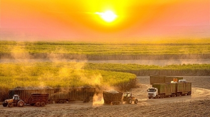Produção de açúcar do Centro-Sul terá recorde de 43,1 mi de t em 2024/25