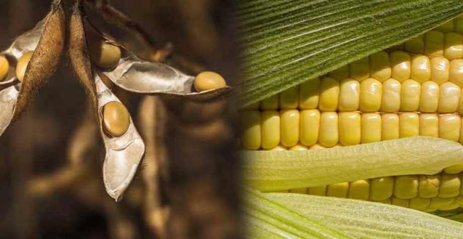 A safra é desafiadora, mas preços não têm muito espaço para alta