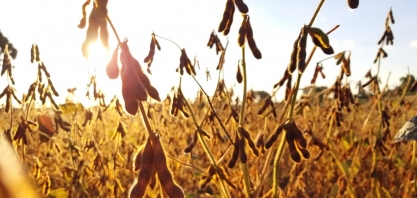 Abiove faz 2º corte na safra e exportações de soja do Brasil neste mês