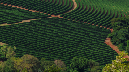 Safra de café em 2024/25 será de 67,15 milhões de sacas, projeta trading