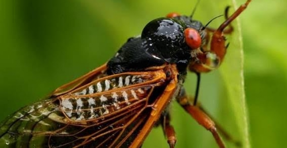 O megaenxame de cigarras que deve emergir pela 1ª vez em 200 anos nos EUA