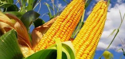 Mundo pode produzir mais milho na safra 2023/24, prevê IGC