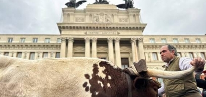 Agricultores levam bois e tratores em protesto na Espanha contra UE