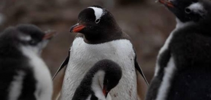 Gripe aviária chega à Antártida continental pela primeira vez