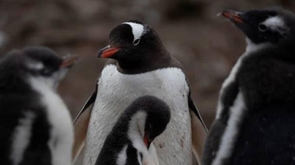 Gripe aviária chega à Antártida continental pela primeira vez