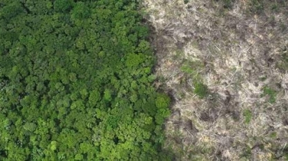 Amazônia bate recorde de queimadas em fevereiro