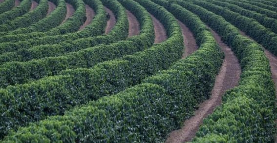 Safra de café deve ficar acima do previsto no sul e centro-oeste de MG