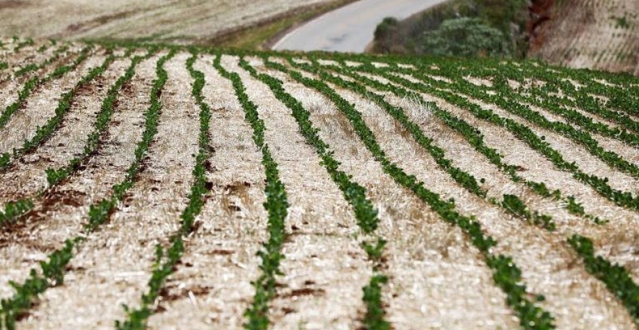 MT: Em janeiro, 41 de 47 municípios monitorados tiveram chuva abaixo da média 