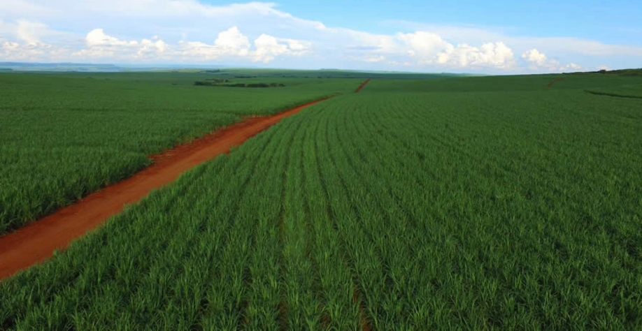 Czarnikow projeta recorde de preço do ATR na safra 2024/25 de cana 