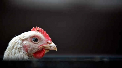 Frango: Exportação em janeiro cai 3,8% em volume e 20,2% em receita