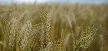 Trigo: Análise Conjuntural Agromensal Janeiro/24 do Cepea/Esalq/USP