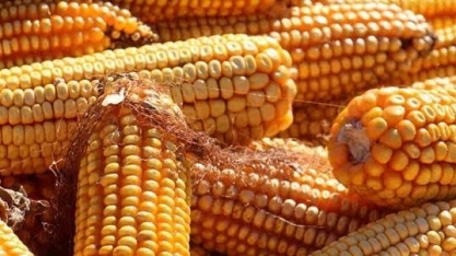 Milho: AgRural eleva previsão da safrinha no com revisão na área plantada