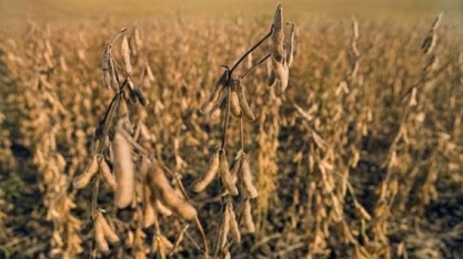 Norte do Paraná vive gangorra climática que dá prejuízo a agricultores