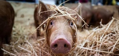 Cientistas no Japão criam porcos para transplante em humanos