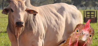 Rússia habilita mais frigoríficos do Brasil; lista contempla JBS e BRF