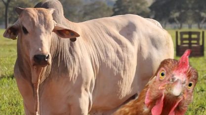 Rússia habilita mais frigoríficos do Brasil; lista contempla JBS e BRF