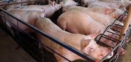 Paraná importou US$ 4,1 mi em genética suína de alto padrão em 2023