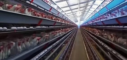 Frango: Análise Conjuntural Agromensal Janeiro/24 do Cepea/Esalq/USP