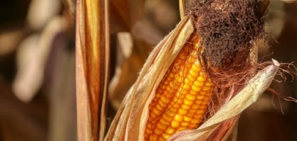 Brasil vai se manter líder na exportação de milho ao menos até 2033